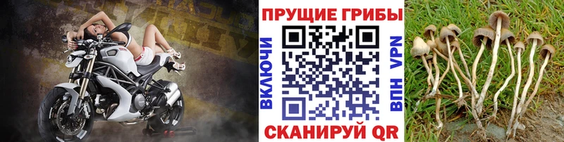 Галлюциногенные грибы Psilocybine cubensis  Лысково 